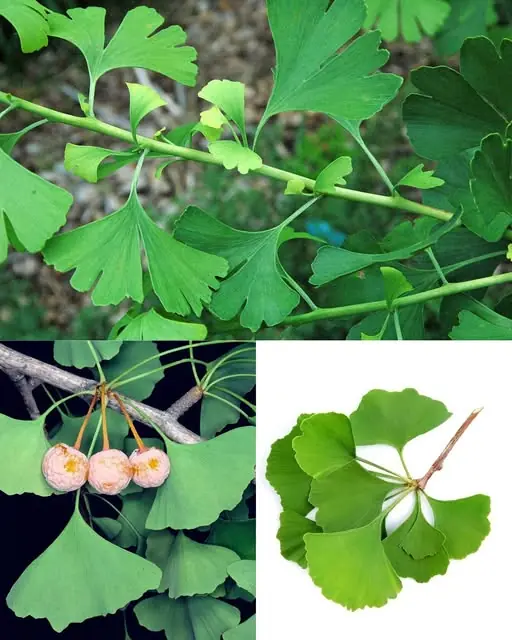 Ginkgo Biloba: Ancient Leaf, Modern Power — Health, Medical & Homemade Benefits