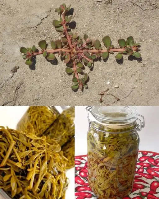 Why You Should Embrace Purslane in Your Garden: 8 Compelling Reasons