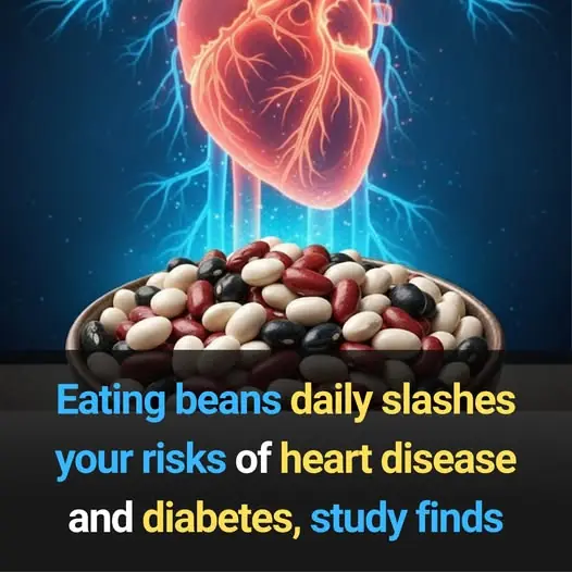 Eating beans daily slashes your risks of heart disease and diabetes, study finds
