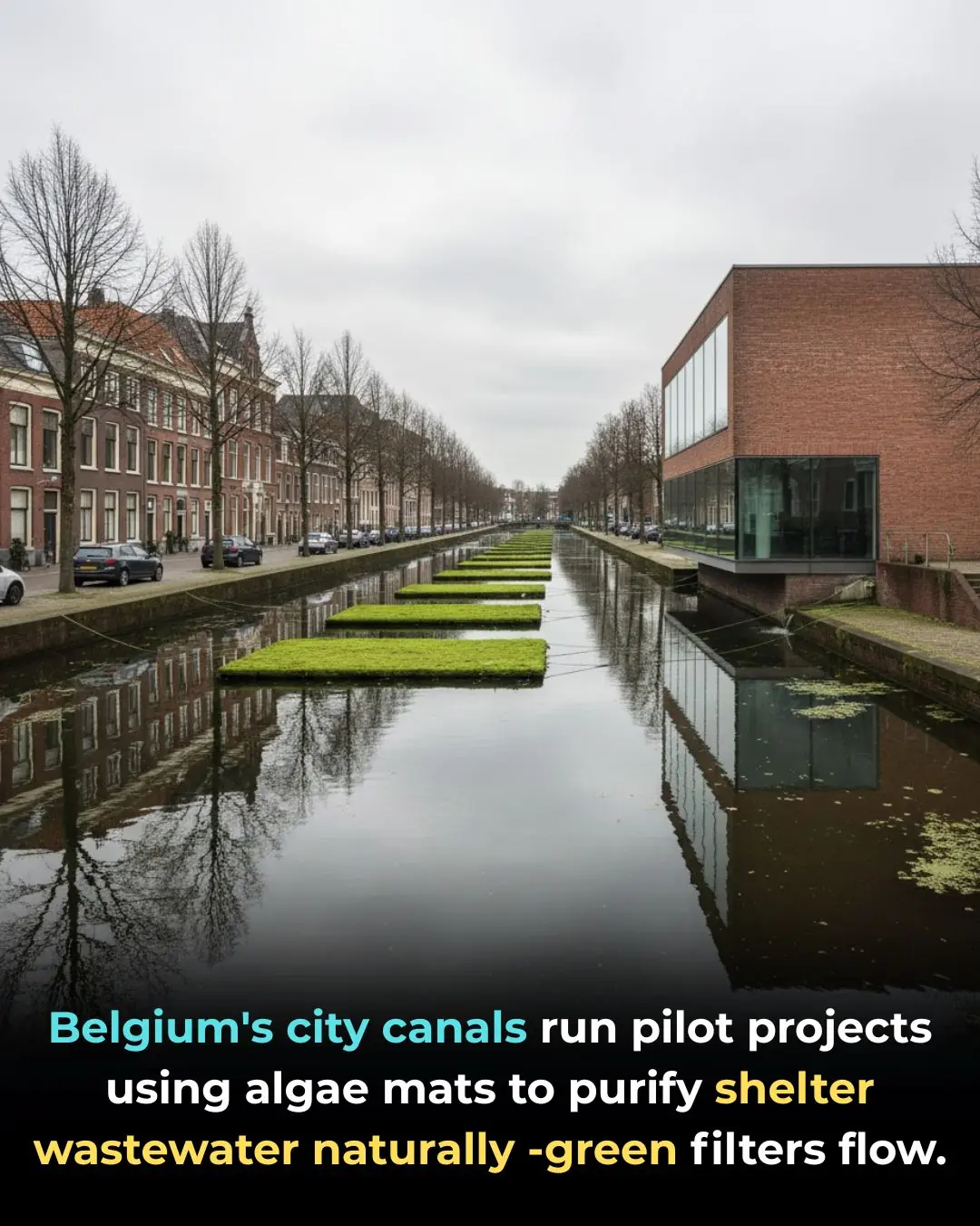 Belgium’s Floating Algae Mats: A Green Breakthrough in Urban Water Purification