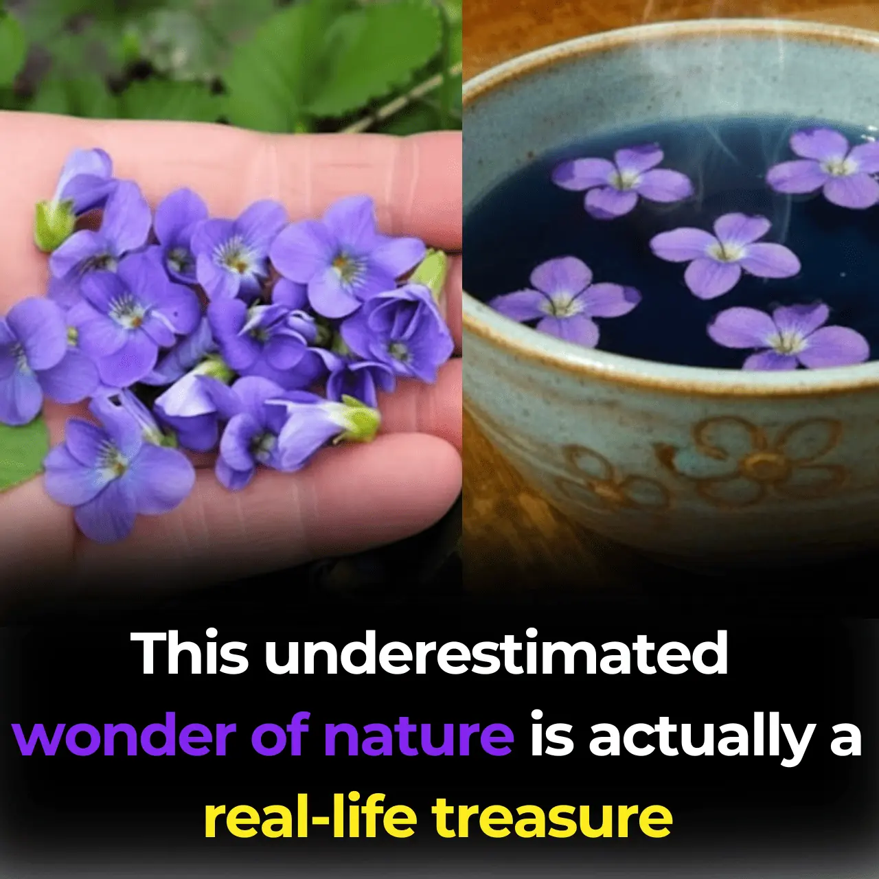 The Hidden Power of Common Blue Violet (Viola sororia) and Its Homemade Uses