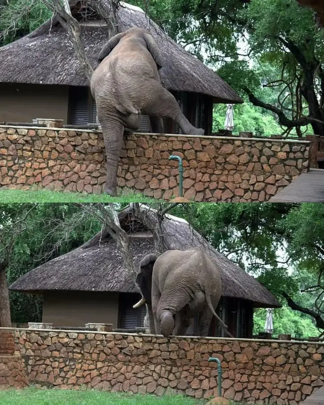 The Elephant Who Came Looking for Mangoes.