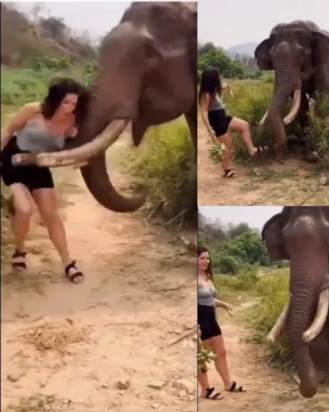The Moment a Wild Elephant Taught a Human a Lesson.