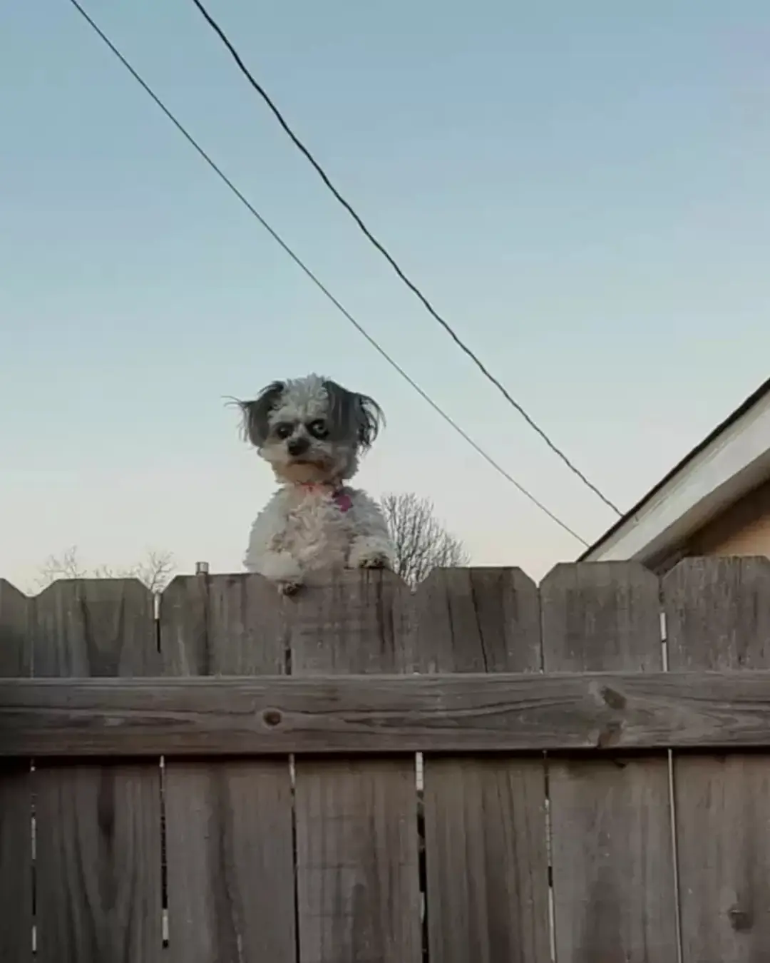 The Little Dog Behind the Fence With the Biggest Heart.