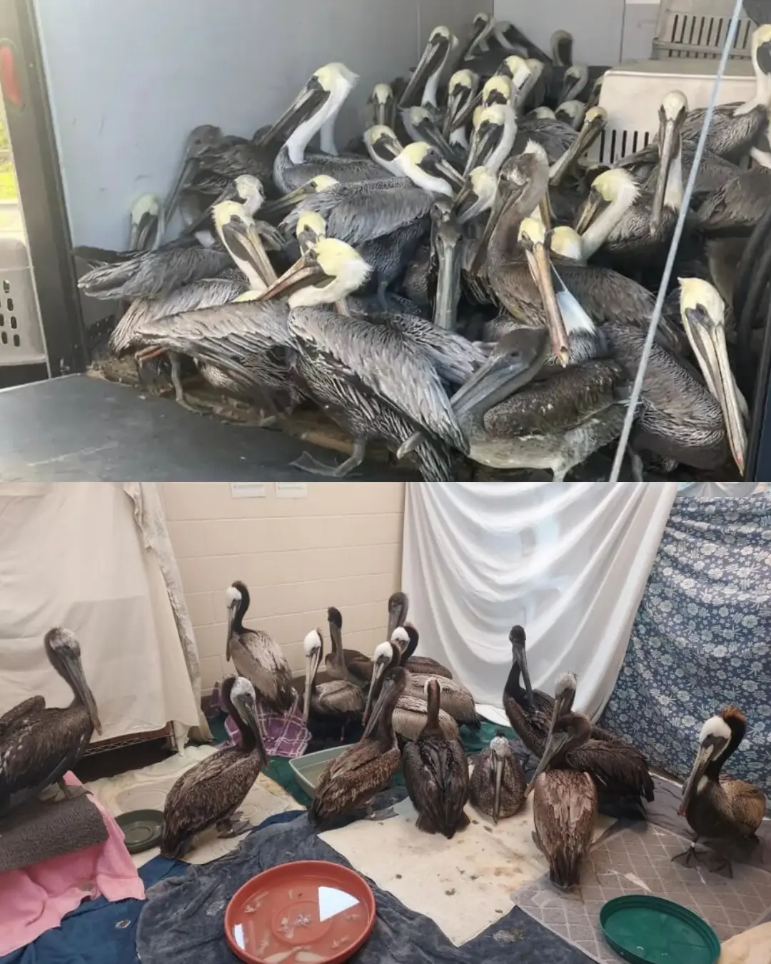 When the Sky Attacked, Hundreds of Pelicans Waited for a Miracle.