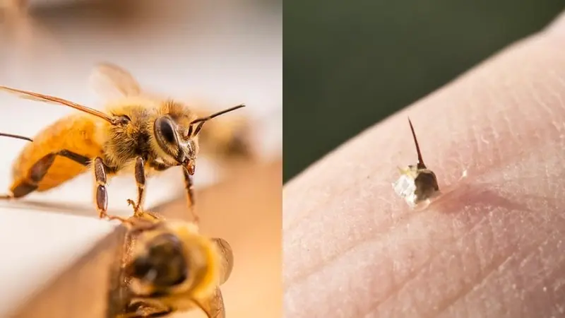 A Simple 1-Minute Trick to Soothe Bee Stings – My Dad’s Easy Home Remedy (Scientifically Explained)