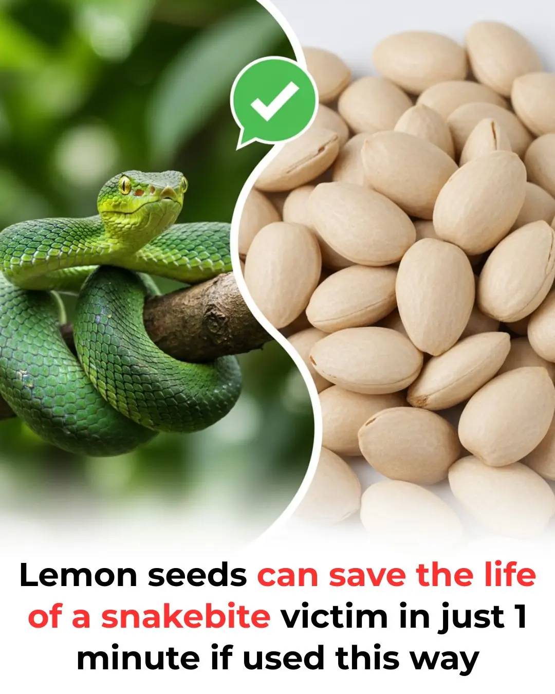 Lemon seeds can save the life of a snakebite victim in just 1 minute if used this way