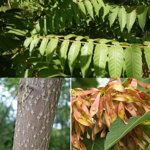 Tree-of-Heaven (Ailanthus altissima): Power, Potential, Uses, and Real-World Cautions