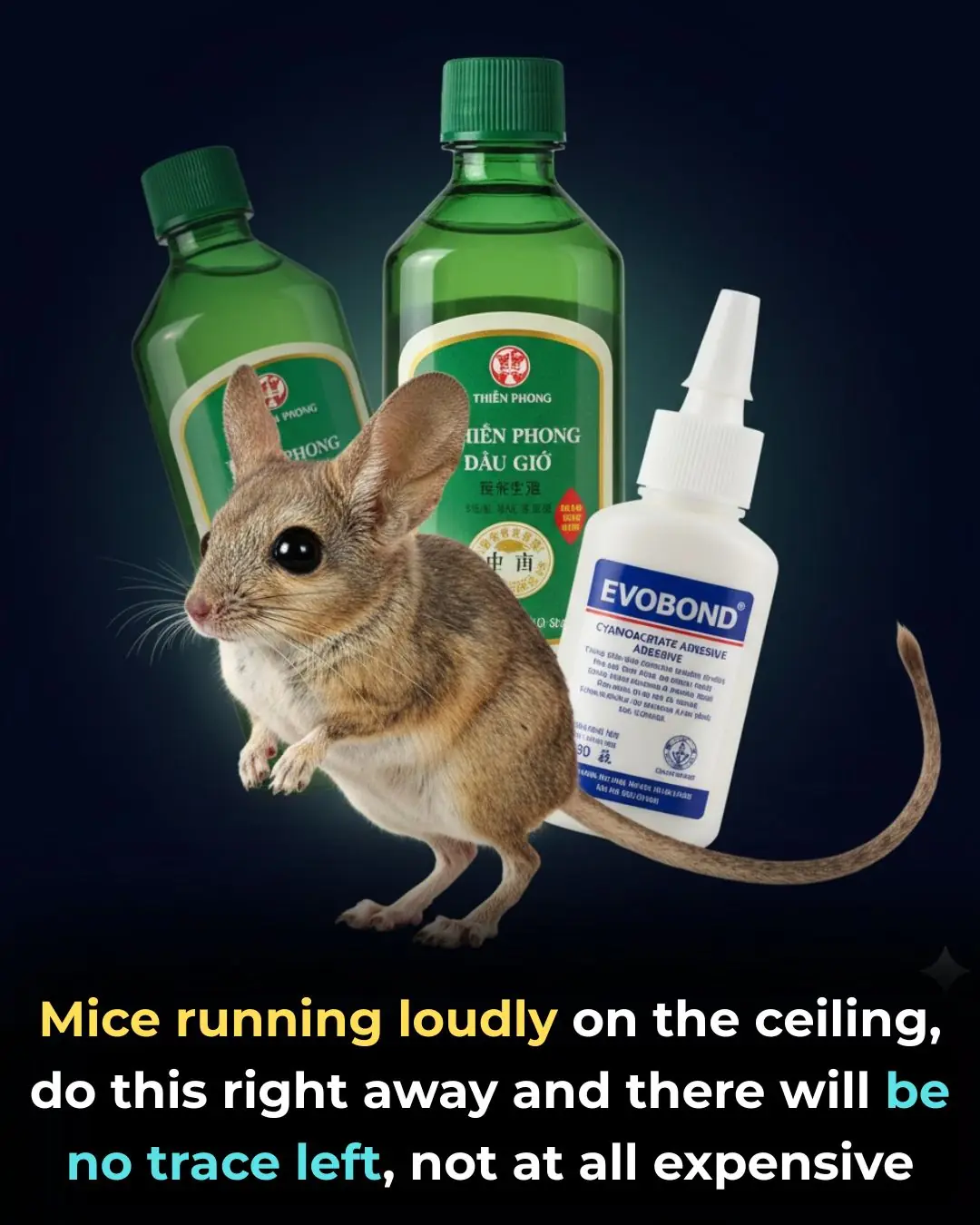 Mice ran loudly on the ceiling