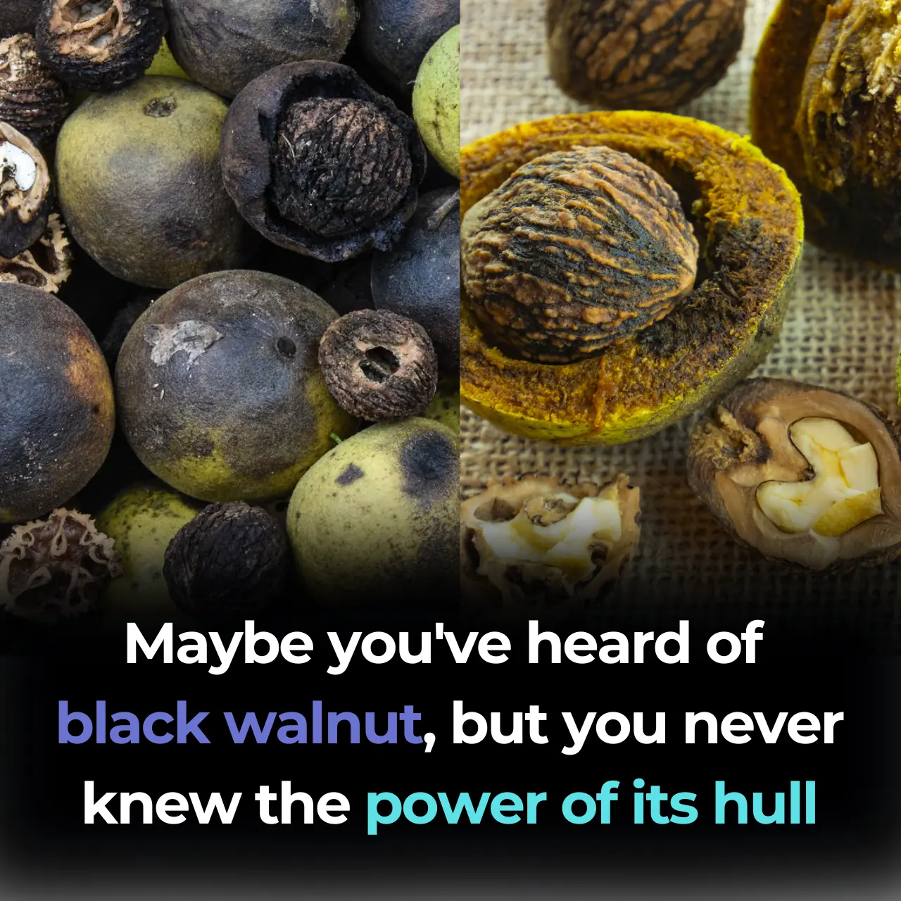 The Power of Black Walnut Hull