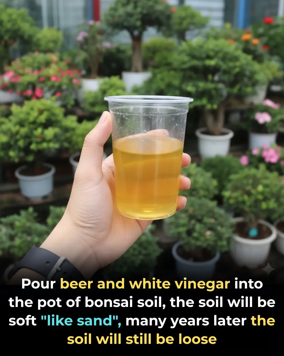 Pour beer and white vinegar into the pot of bonsai soil, the soil will be soft "like sand", many years later the soil will still be loose