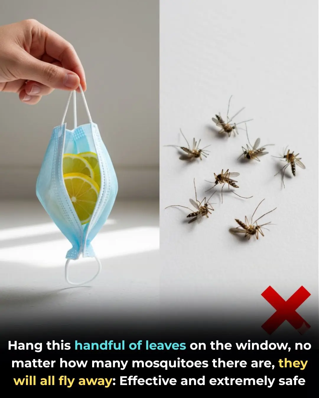 Hang this bunch of leaves on your window, and no matter how many mosquitoes there are, they’ll all disappear: effective and completely safe