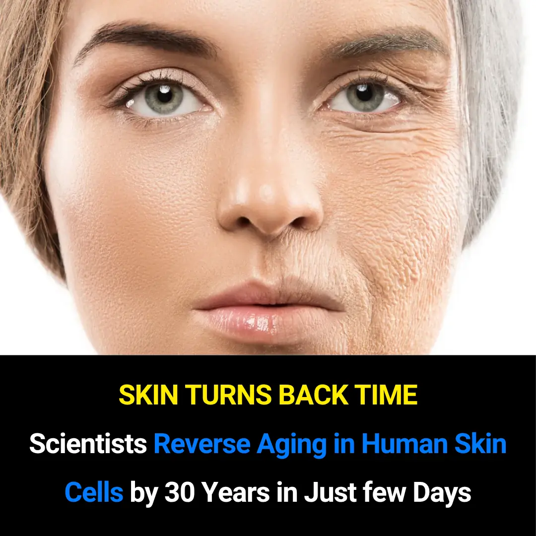 Scientists Achieve Breakthrough in Reversing Human Skin Cell Aging by 30 Years: A New Era for Anti-Aging and Regenerative Medicine