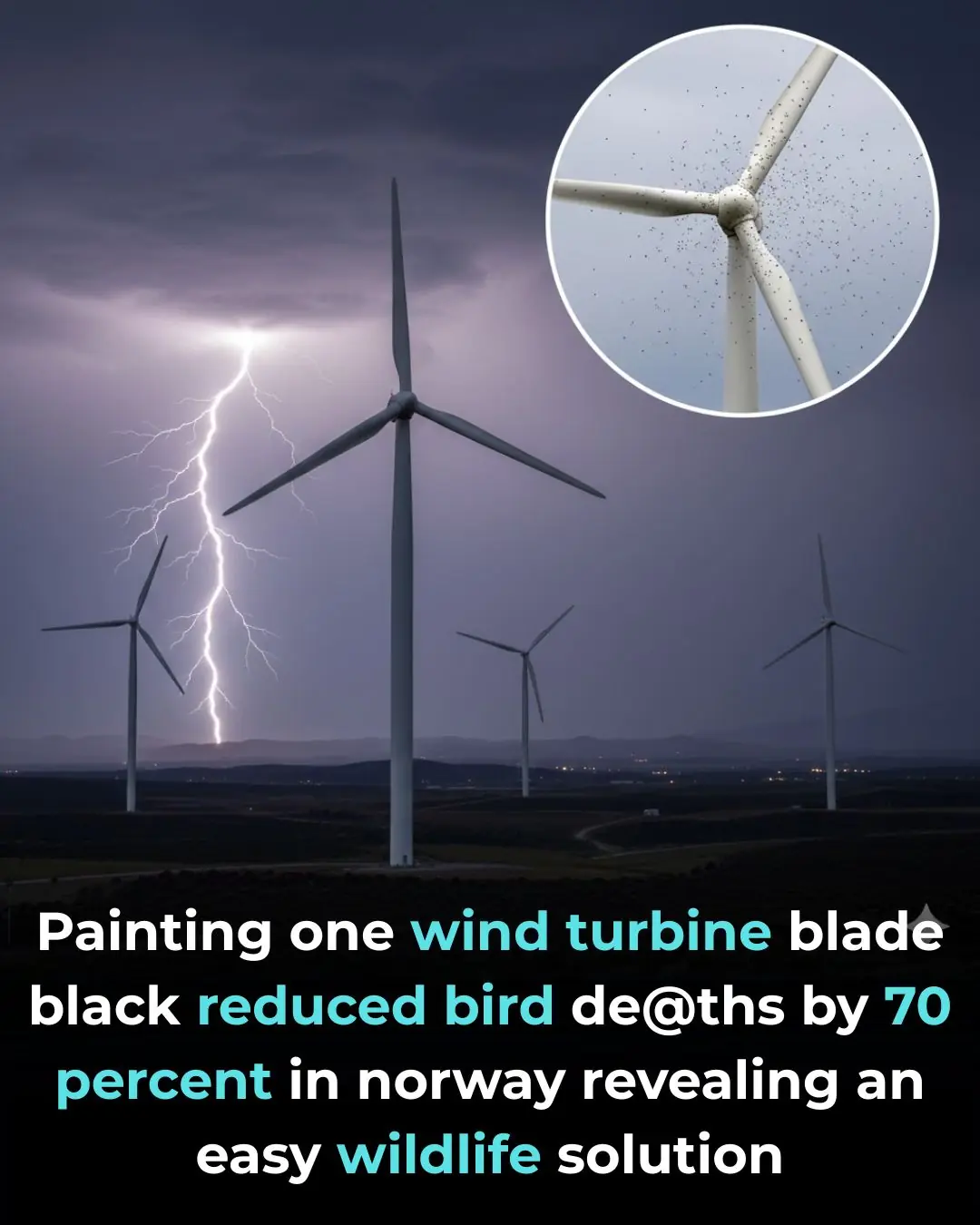 A Simple Black Blade That Saves Birds: The Surprising Wind Turbine Breakthrough