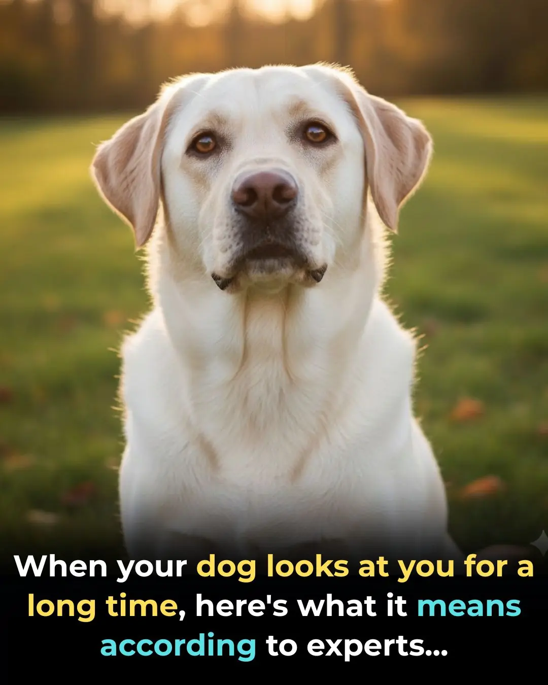 Why Your Dog Stares at You …What That Look Really Means