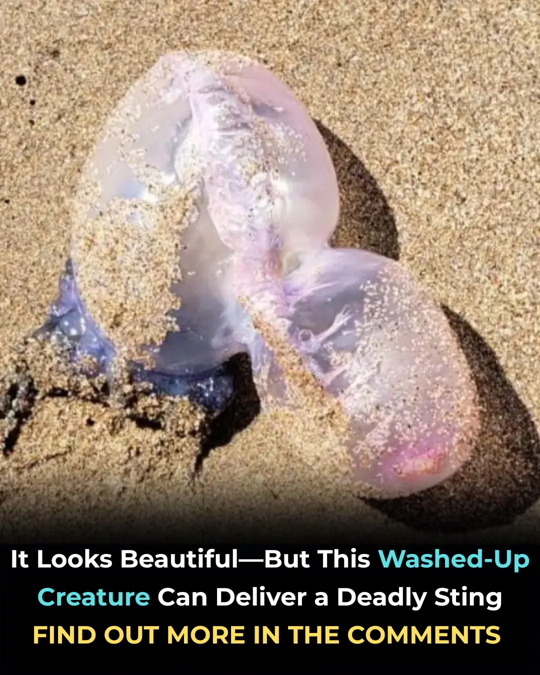 Beware Portuguese Man-of-War Found on Beach