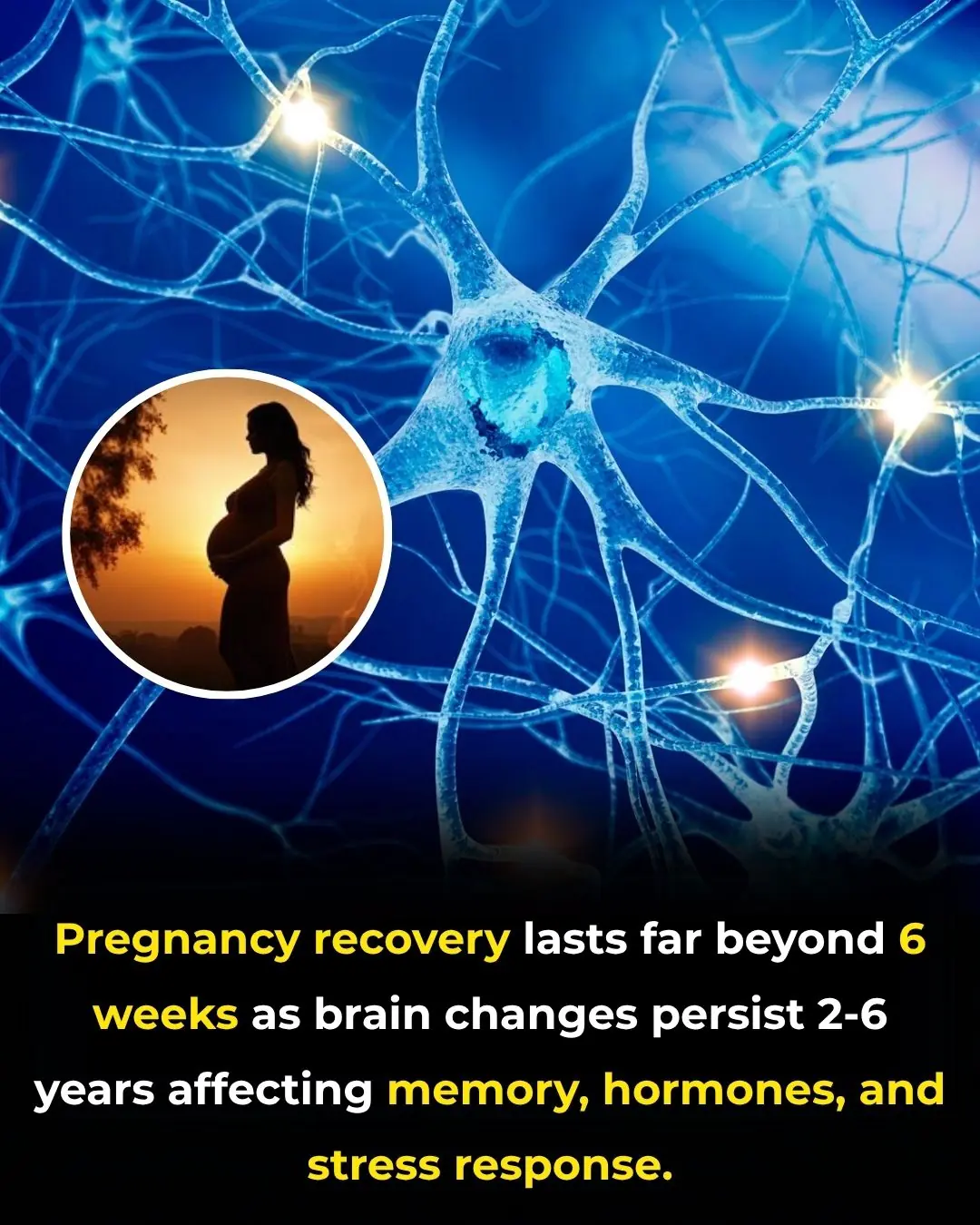 The Hidden Years of Postpartum Recovery: How Motherhood Reshapes the Brain