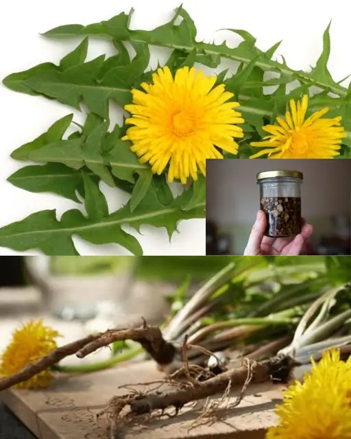 The Real Power of Dandelion Is in the Root