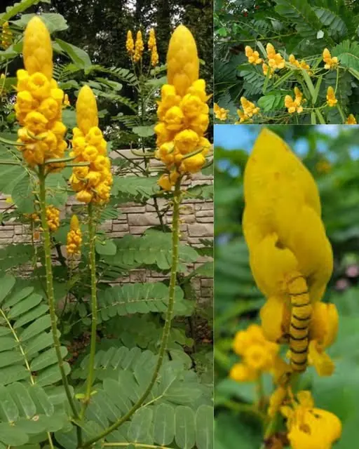 The Powerful Medicinal Benefits and Uses of Senna alata