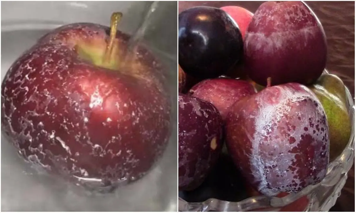 Pour hot water over an apple and the chemicals will become clearly visible – the best way to check if an apple is toxic