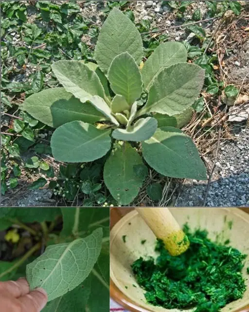 The Remarkable Benefits and Uses of Mullein Leaves