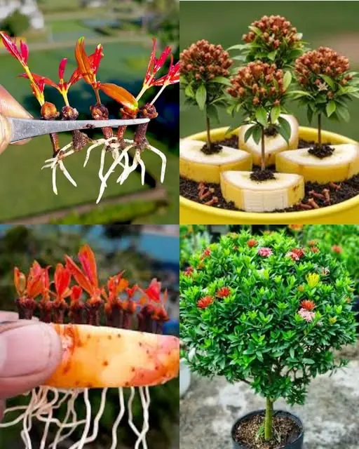 Secret Tips for Growing Healthy and Productive Clove Plants