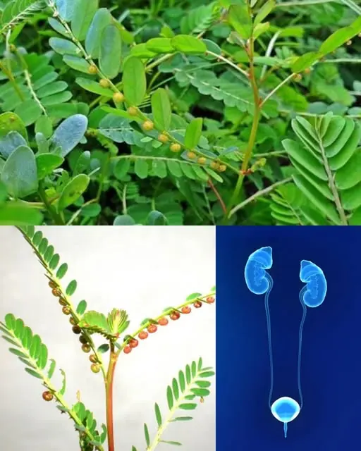 The Stone Breaker Plant: Nature’s Remedy for Kidney Stones