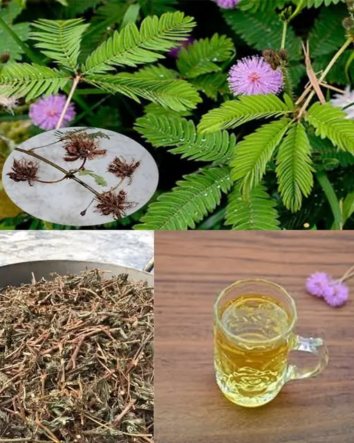 The Digestive Benefits of Mimosa Pudica: A Natural Gut Cleanser