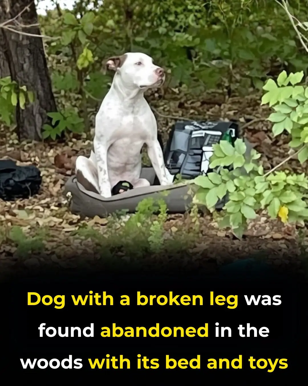 Hank’s Second Chance: From Abandonment to Hope and Healing