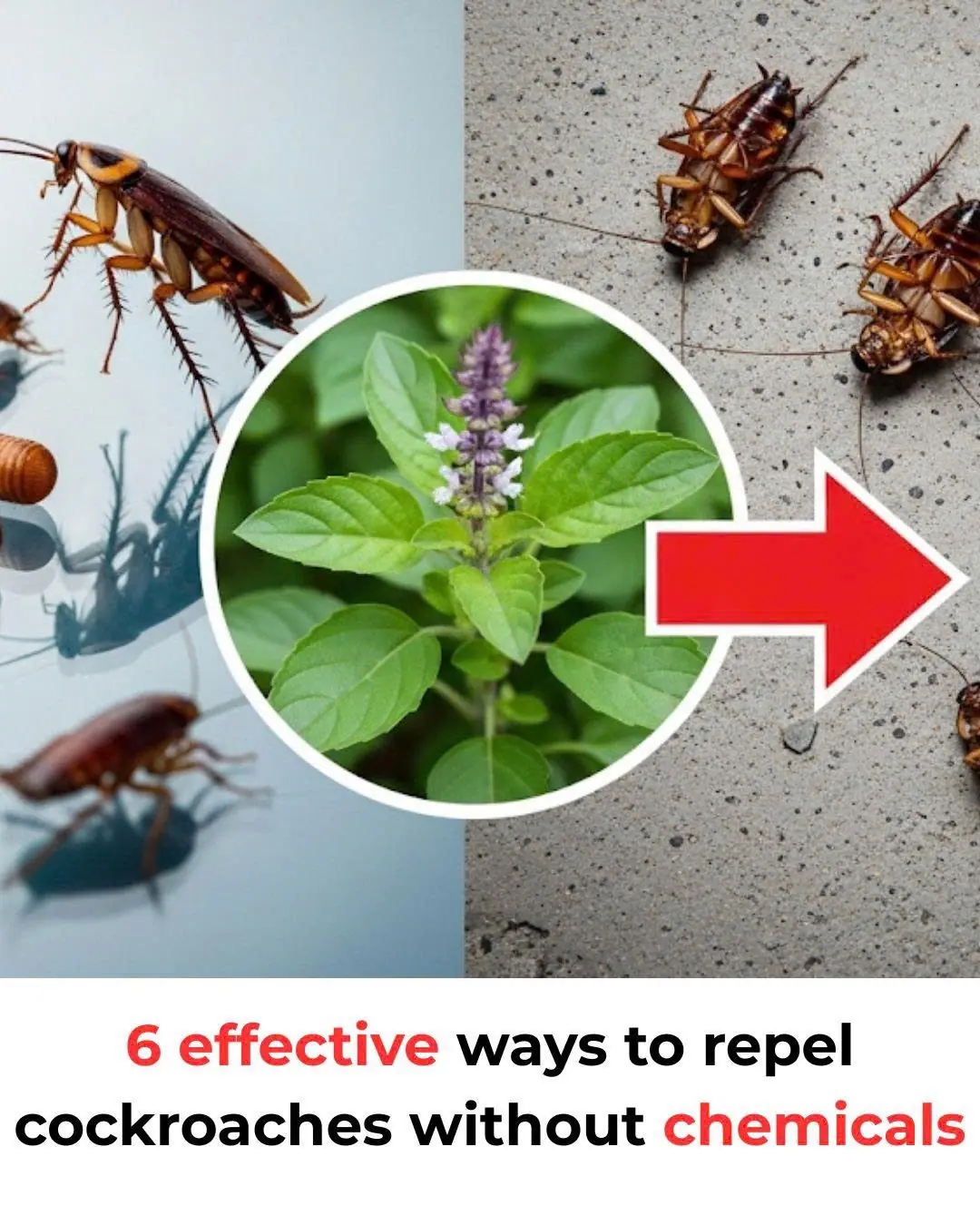 6 effective ways to repel cockroaches without chemicals
