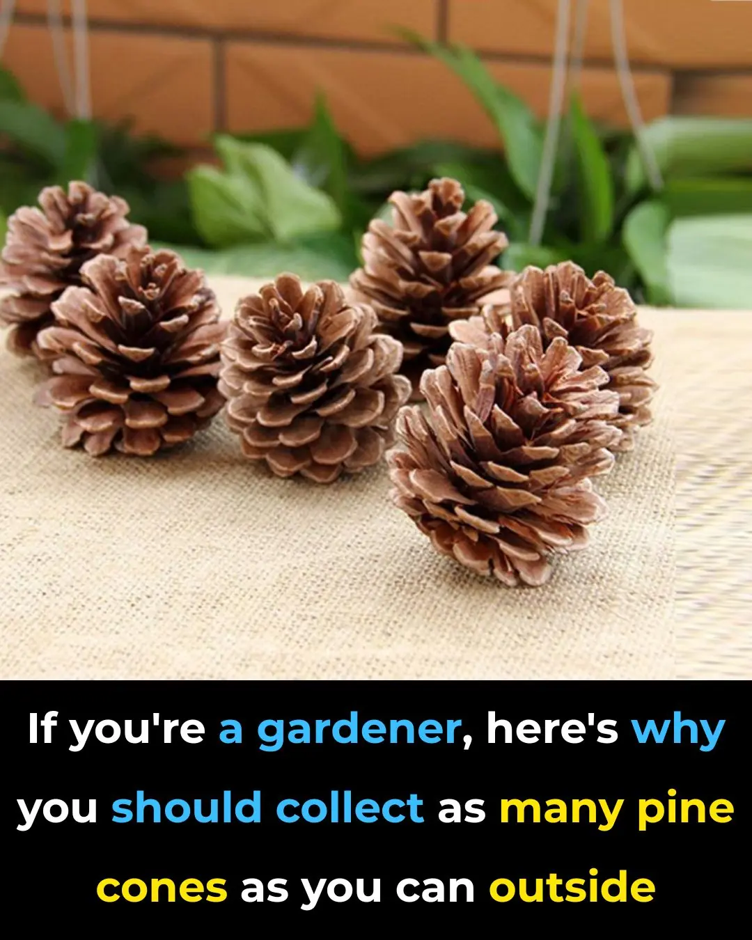 If you're a gardener, here's why you should collect as many pine cones as you can