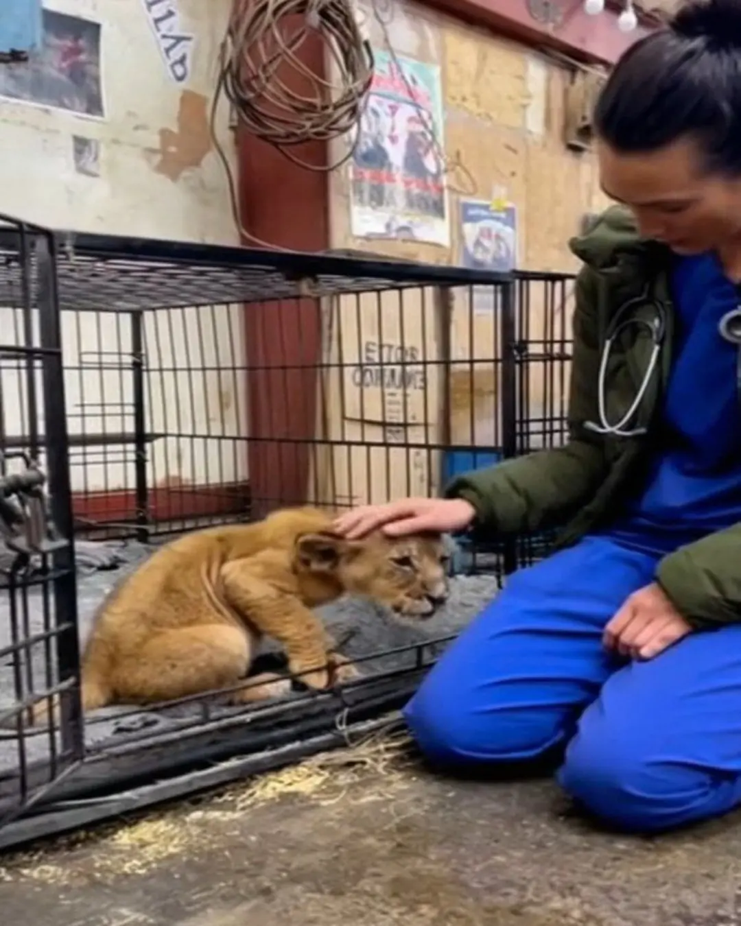 The Cub Who Thought Every Human Was an Enemy.