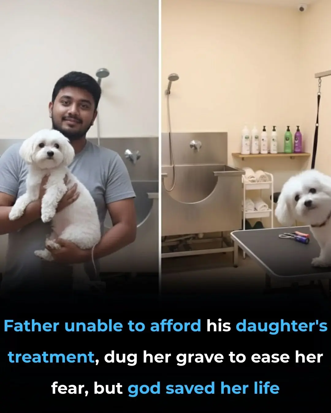 From Fear to Trust: A Dog's Journey of Healing and Love