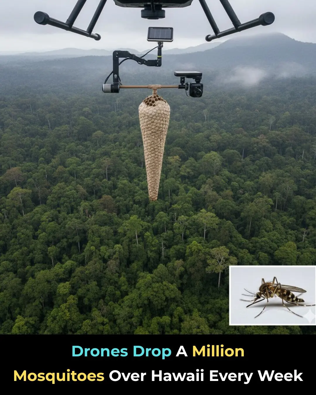 Hawaii Is Releasing Mosquitoes From Drones — And It Could Help Save Species From Extinction