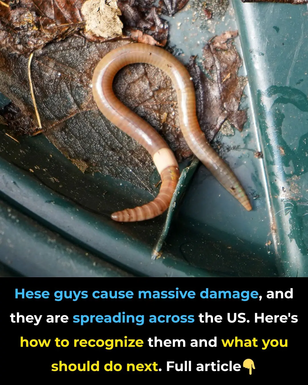 These pests are causing massive damage — and they’re spreading fast across the U.S. Here’s how to recognize them and what to do next