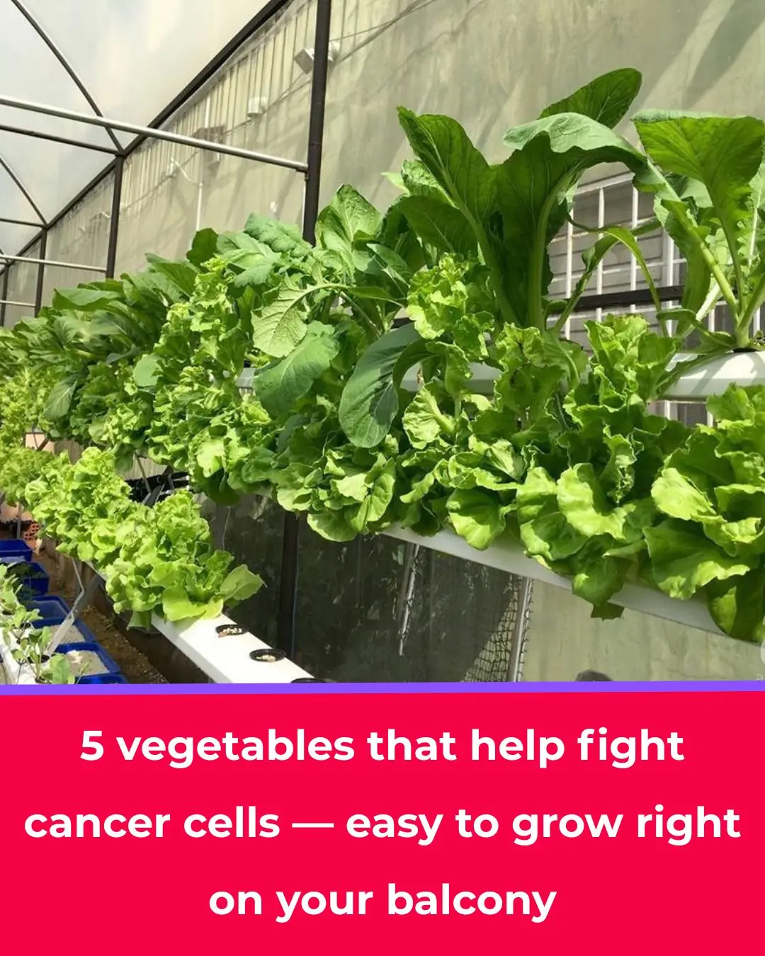 5 Vegetables That “Fight Back” Against Cancer Cells — And You Can Easily Grow Them on Your Balcony