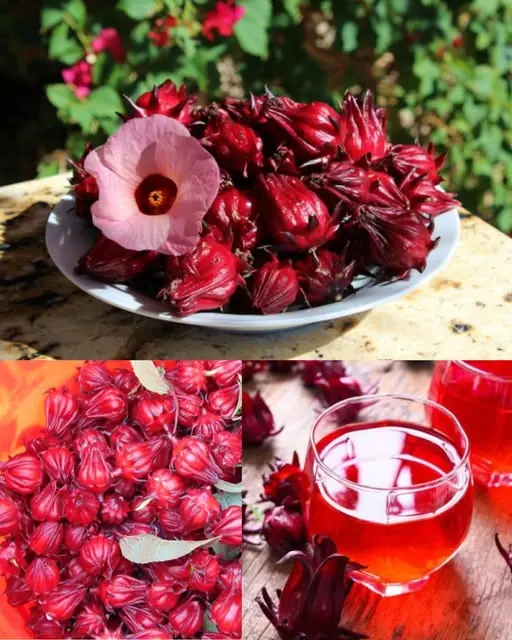 Roselle: The Scarlet Herbal Treasure with Powerful Health Benefits