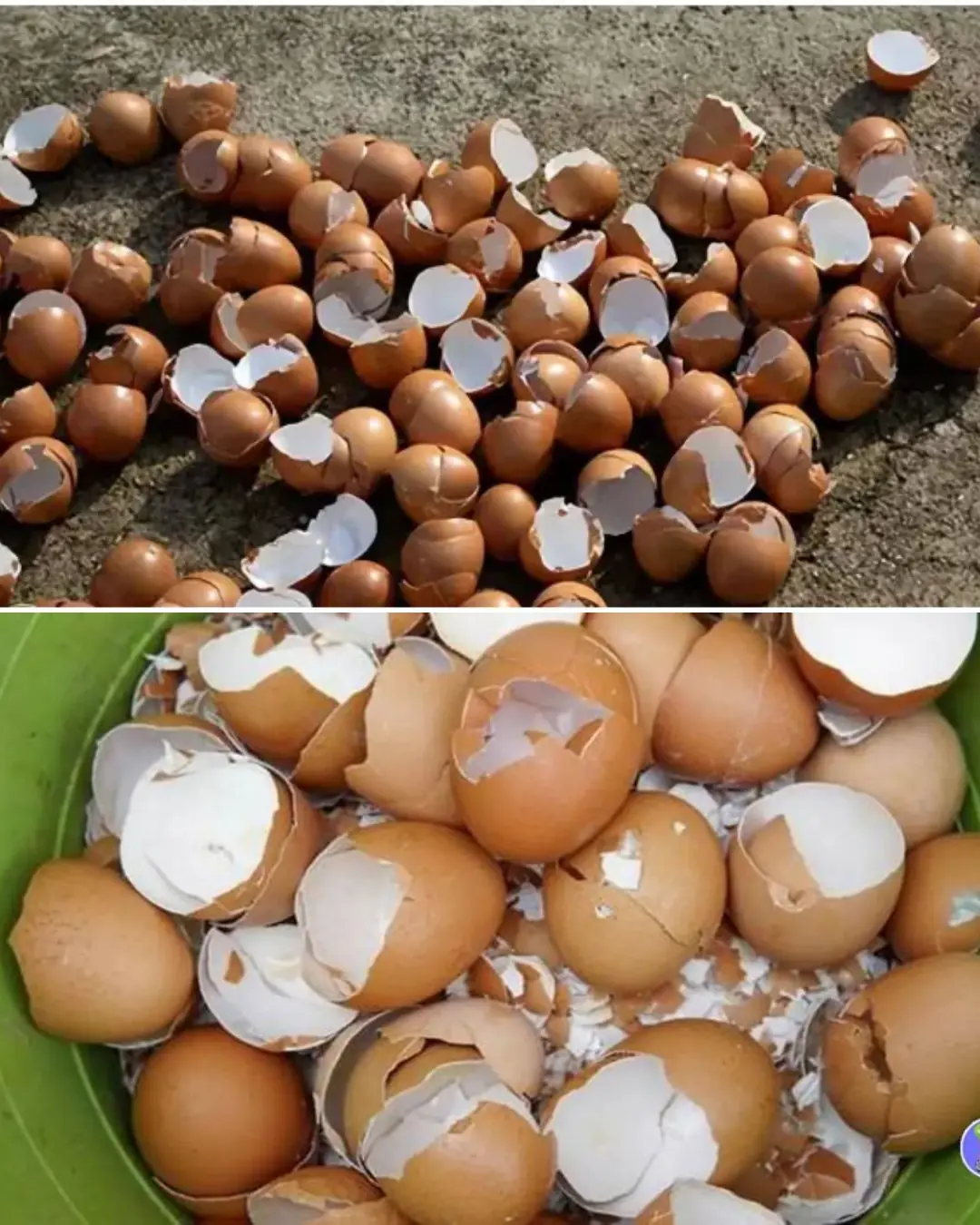 Maximize Your Vegetable Garden’s Health and Yield with Eggshell Magic