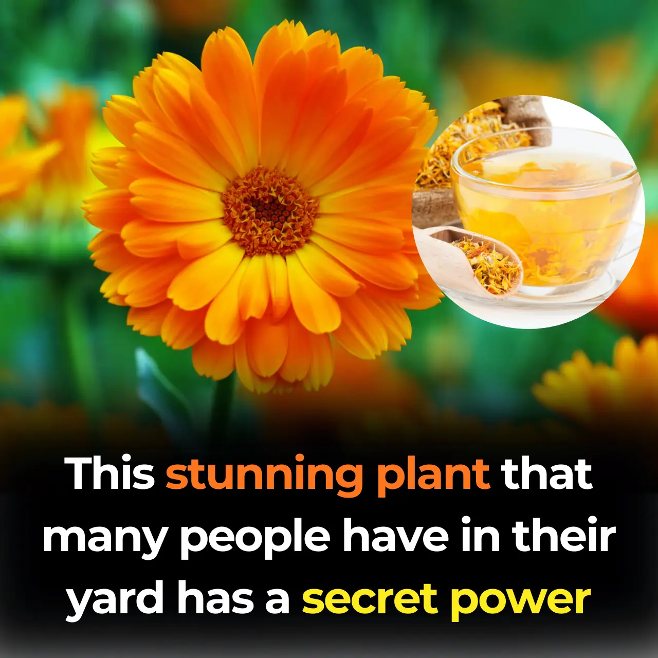 Top 12 Health Benefits of Calendula officinalis