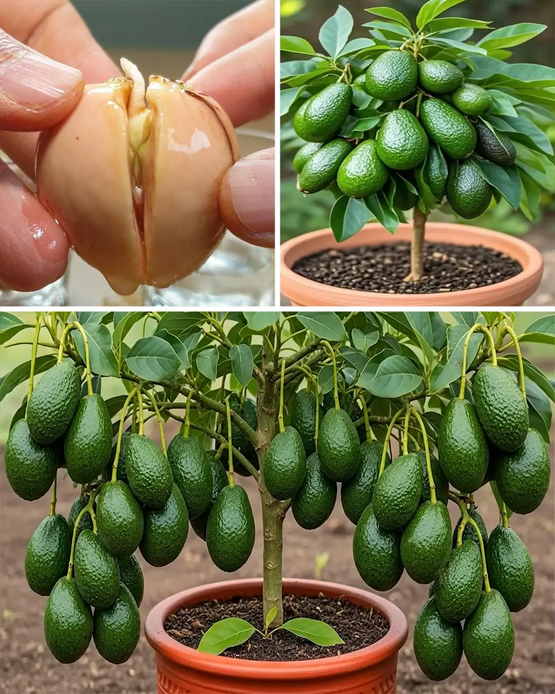 How Do Farmers Grow Avocado Trees