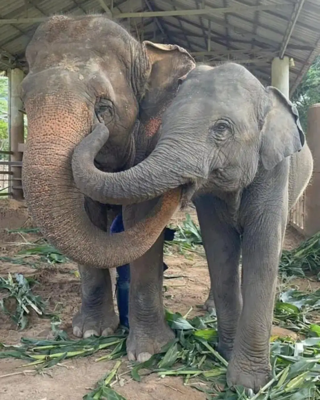 MuayLek’s First Night of Freedom: The Elephant Who Finally Learned She Was Safe.