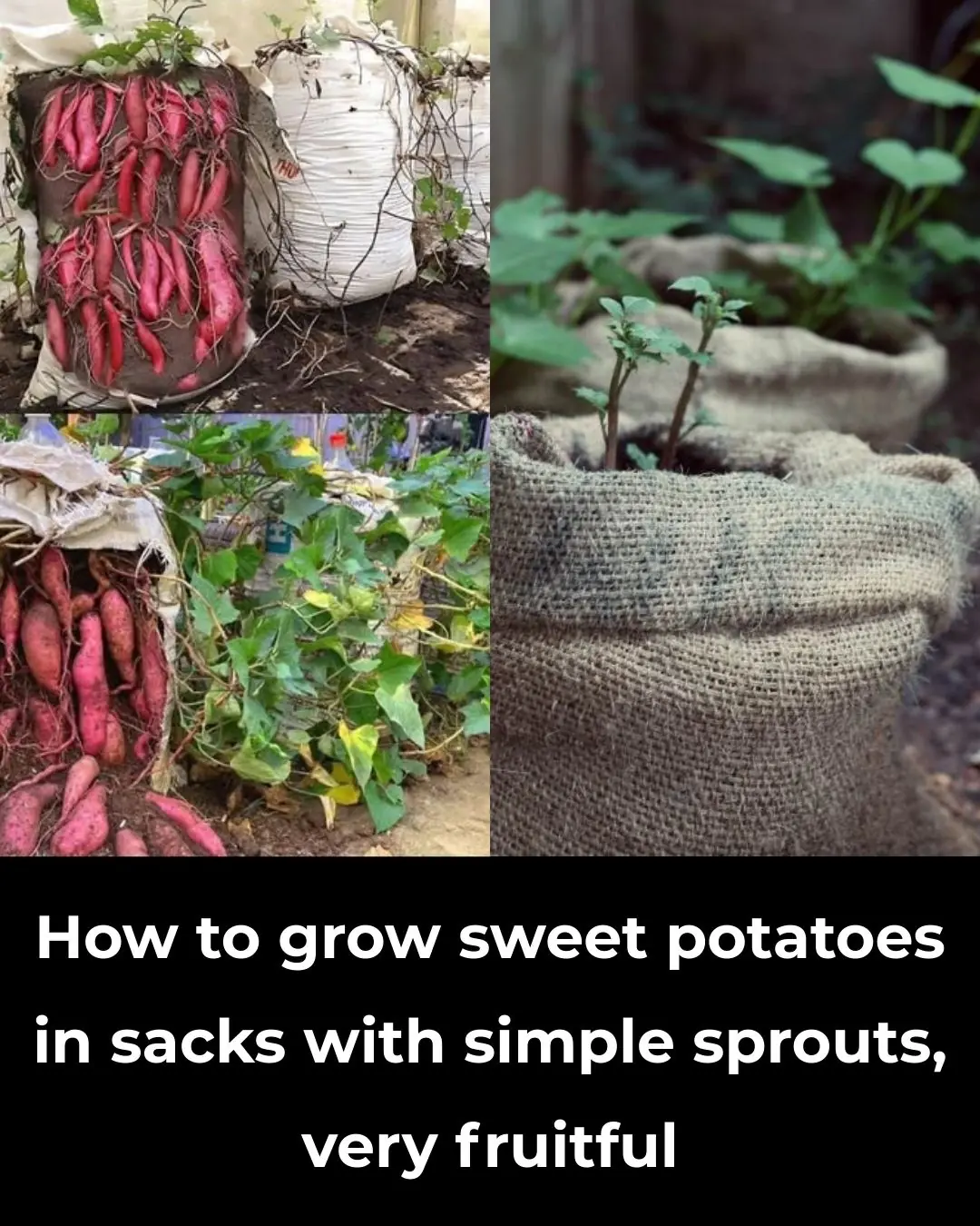 How to Grow Sweet Potatoes in Bags Using Simple Sprouts – High Yield Method