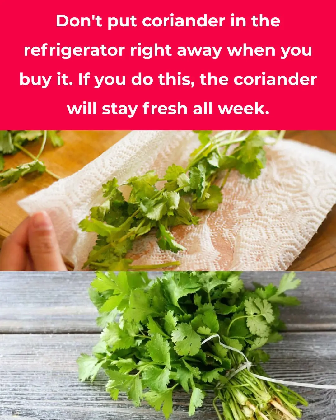 When you buy cilantro, don't put it in the refrigerator right away