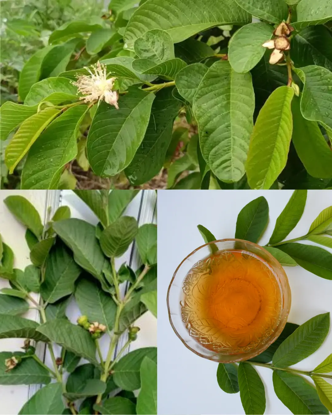 Guava Leaves for Blood Sugar Control: Nature’s Gift for Diabetics