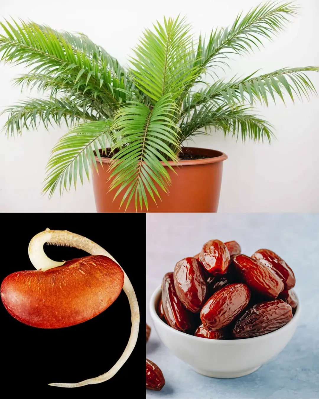 Grow Date Trees From Seed (Start in a Pot → Plant Outdoors): The Complete, No-Stress Guide