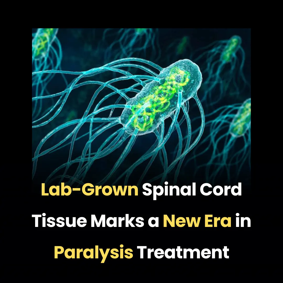 Lab-Grown Spinal Cord Tissue Marks a New Era in Paralysis Treatment