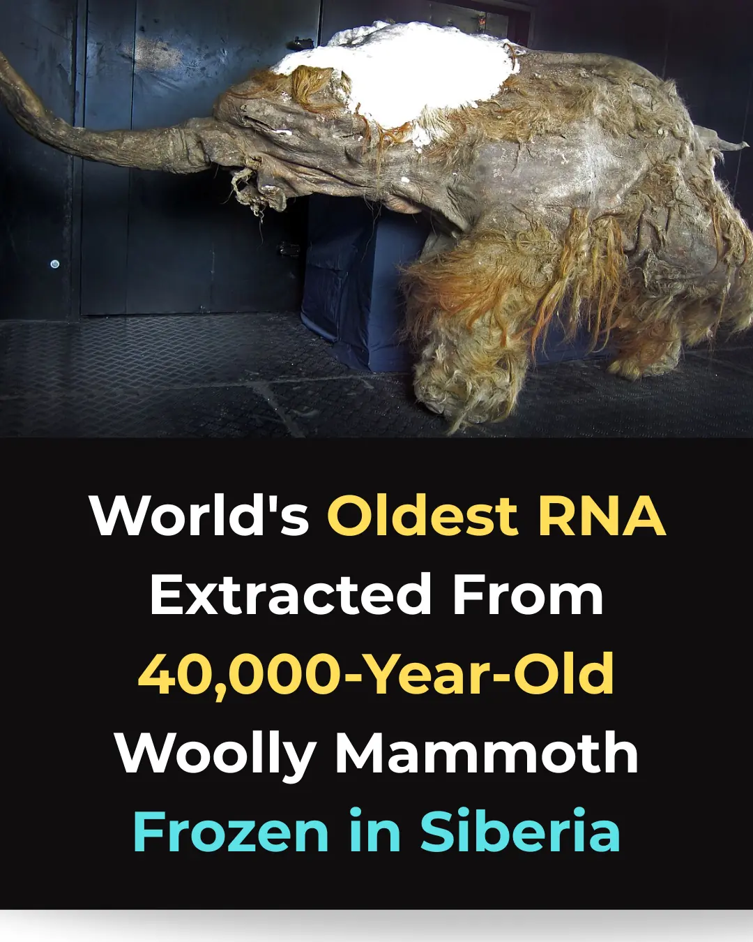 Scientists Sequence the World’s Oldest RNA from a 40,000-Year-Old Woolly Mammoth
