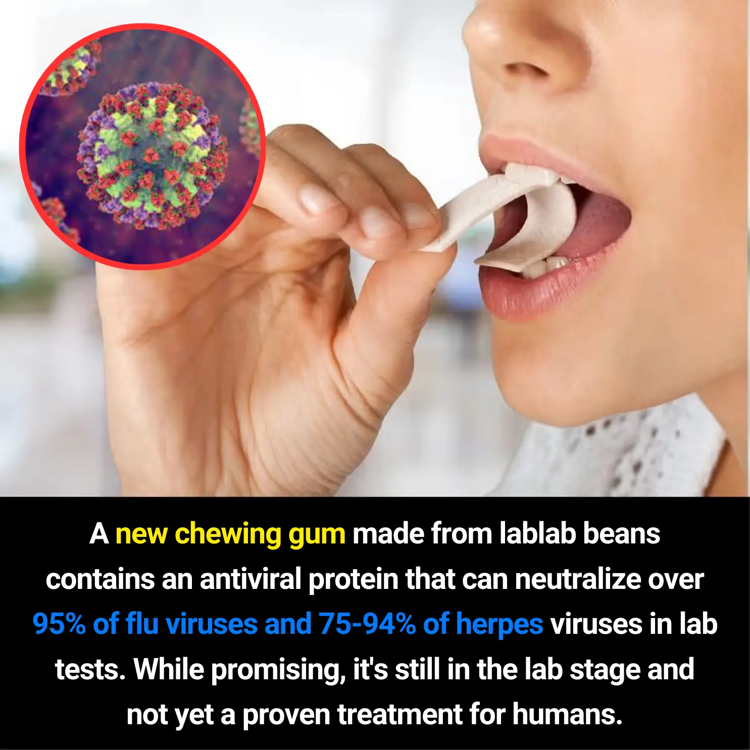 New Antiviral Chewing Gum Made From Lablab Beans Shows Strong Virus-Neutralizing Potential in Lab Tests