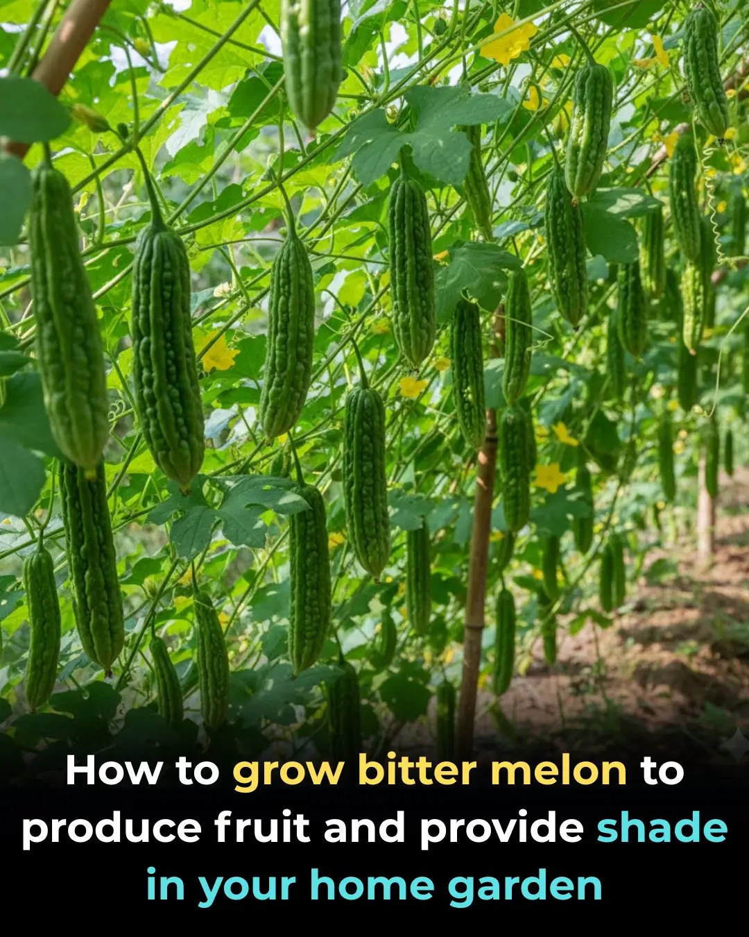 How to grow bitter melon to produce fruit and provide shade in your home garden