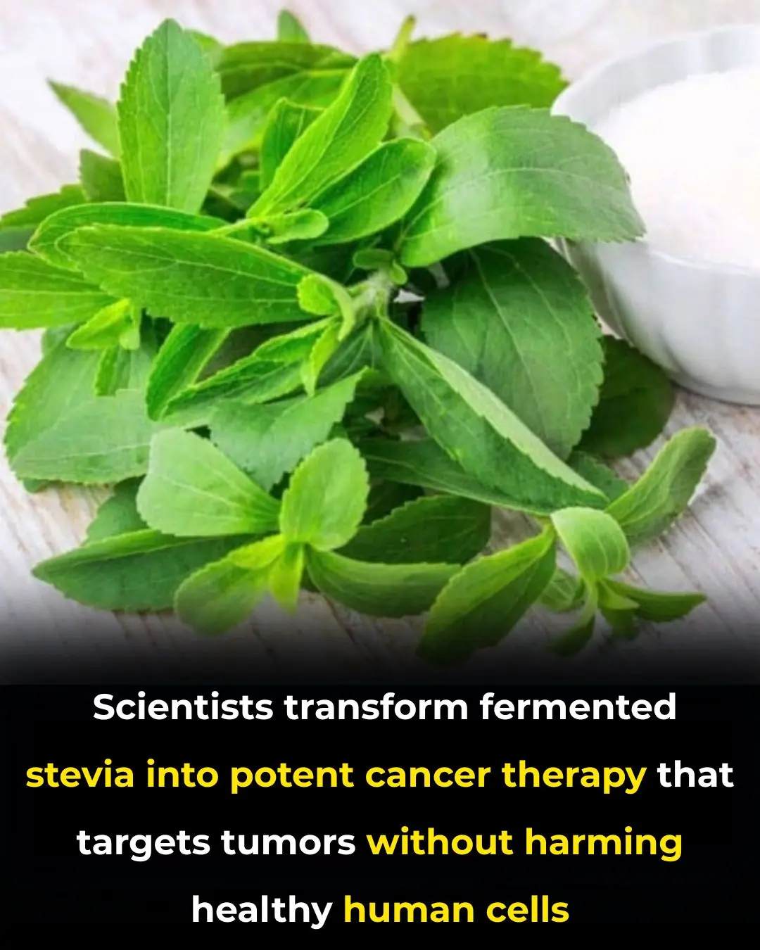 Unlocking Nature’s Medicine: How Fermented Stevia Could Transform Future Cancer Treatment